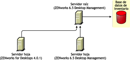 El servidor hoja de ZENworks for Desktops 4.0.1 y el servidor hoja de ZENworks 6.5 Desktop Management transfieren la información de inventario al servidor raíz de ZENworks 6.5 Desktop Management.